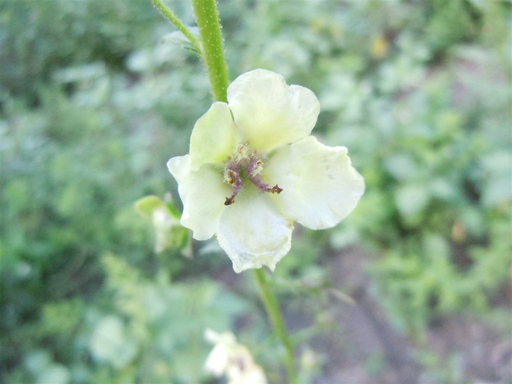 Verbascum blattaria